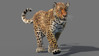 Animated Big Cats 3D Bundle — Lion, Tiger, Leopard & Cheetah