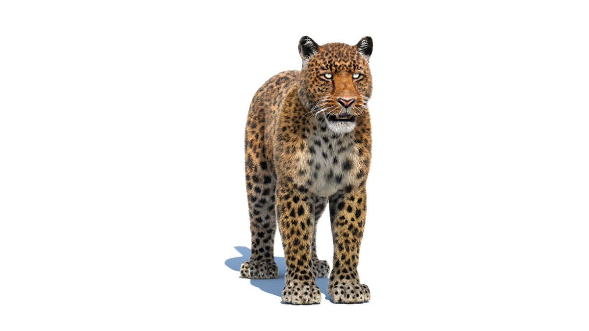 Leopard Animated Fur 3D Model - 360 Degree View