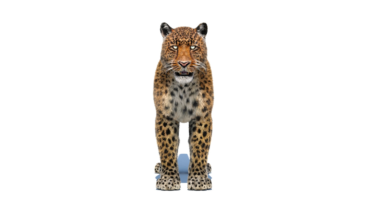 Animated Leopard 3D Model Fur Walk and Run - 360 Degree View