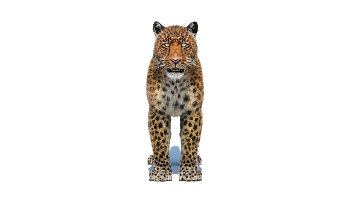 Leopard Animated Fur 3D Model - 360 Degree View