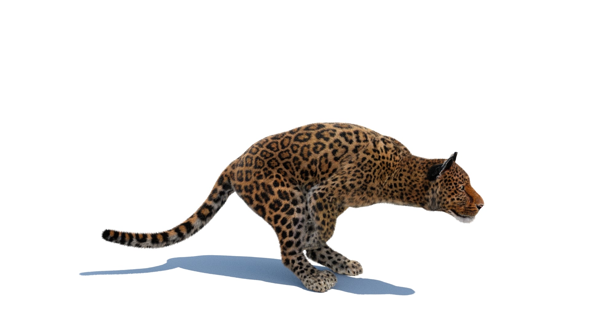 Leopard Animated Fur 3D Model - 360 Degree View