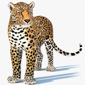 Rigged Leopard 3D Model for Download Thumbnail