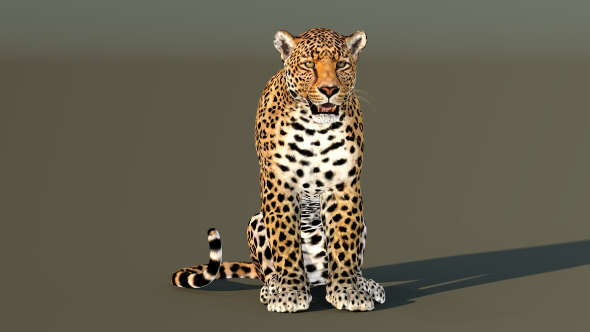 Leopard 3D Model CAT Rigged for Download