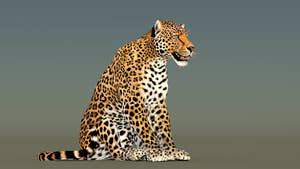 Sitting Leopard 3D Model Rigged with 3ds Max CAT Motion Thumbnail
