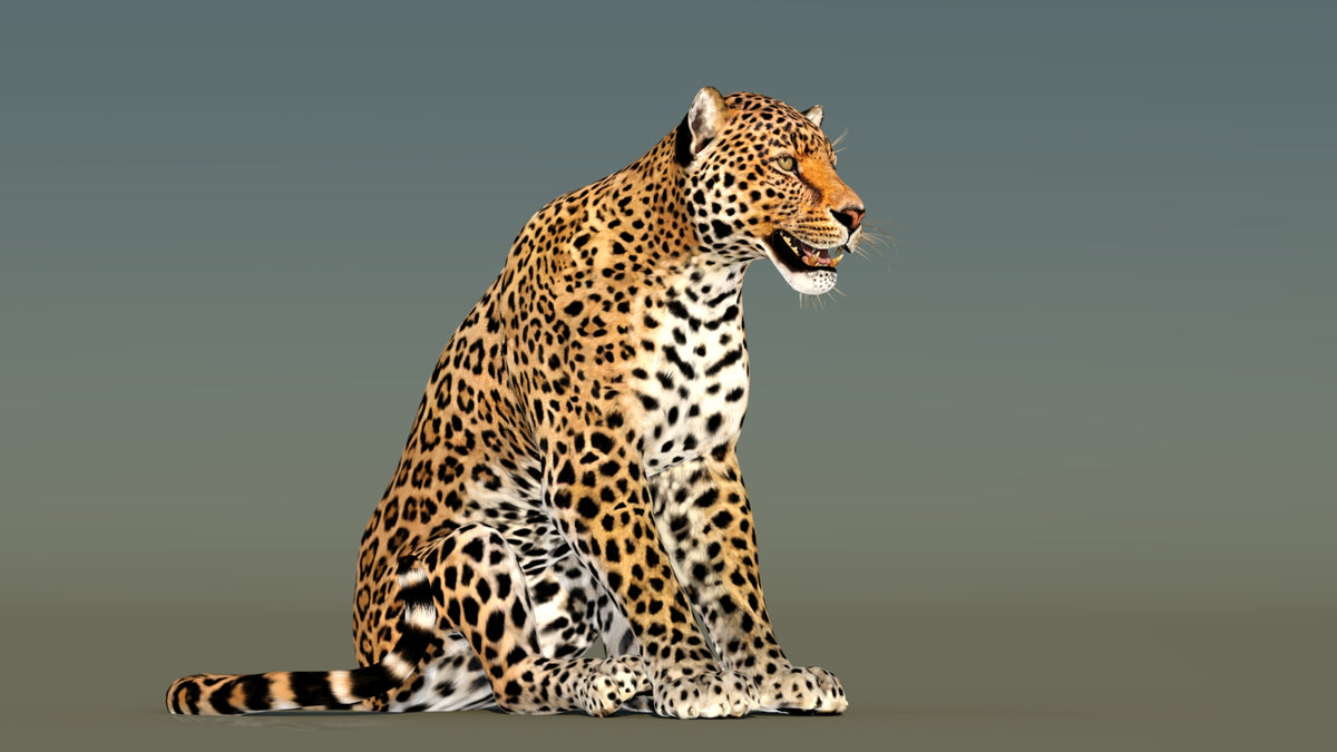 Sitting Leopard 3D Model Rigged with 3ds Max CAT Motion
