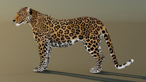 Realistic Leopard 3D Model Rigged with 3ds Max CAT Motion Thumbnail