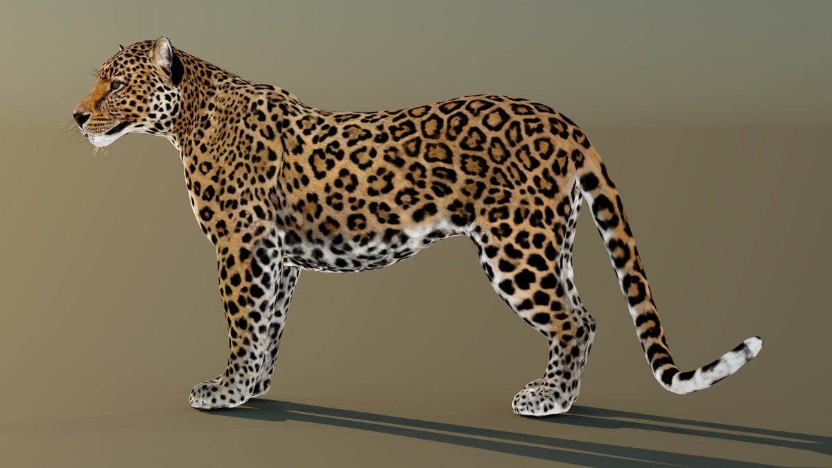 Realistic Leopard 3D Model Rigged with 3ds Max CAT Motion