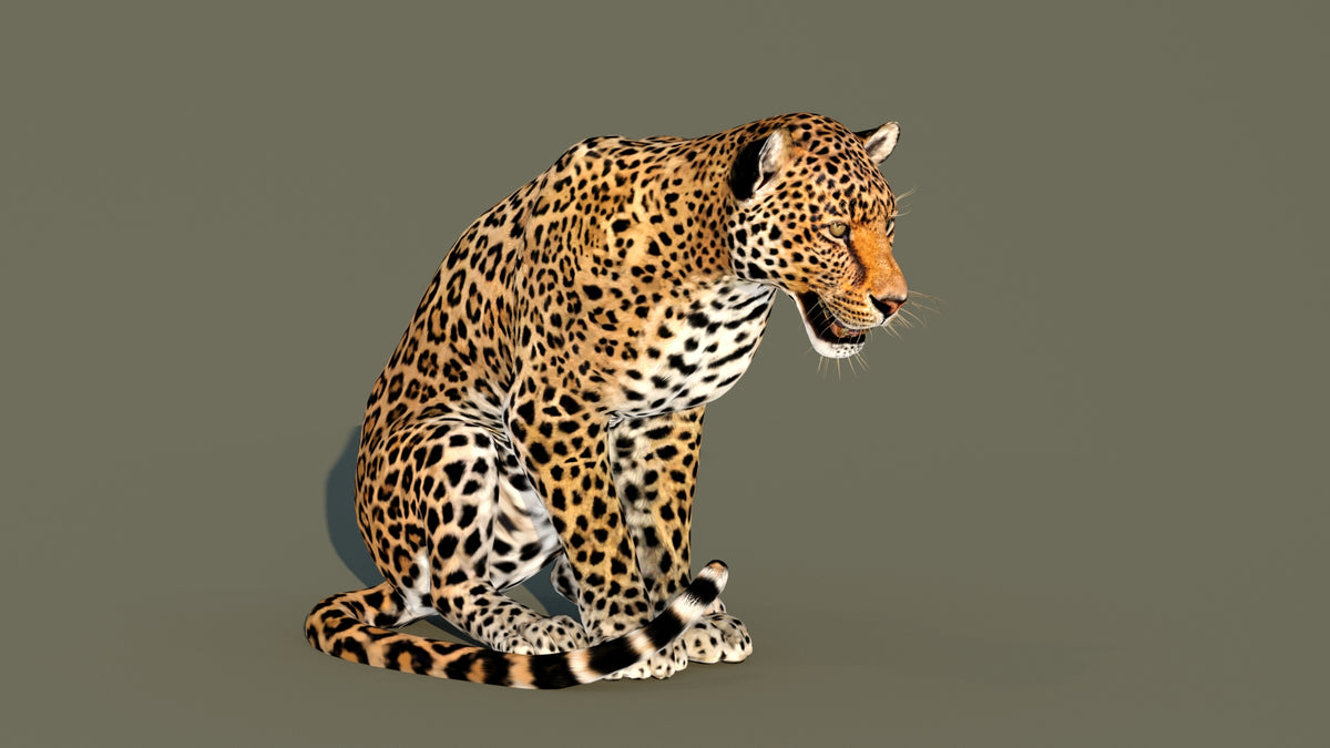 Animated Leopard 3D Model - 360 Degree View