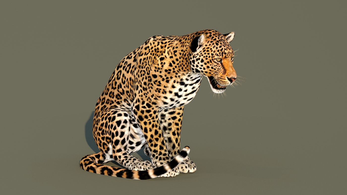 Leopard 3D Model Animated - 360 Degree View