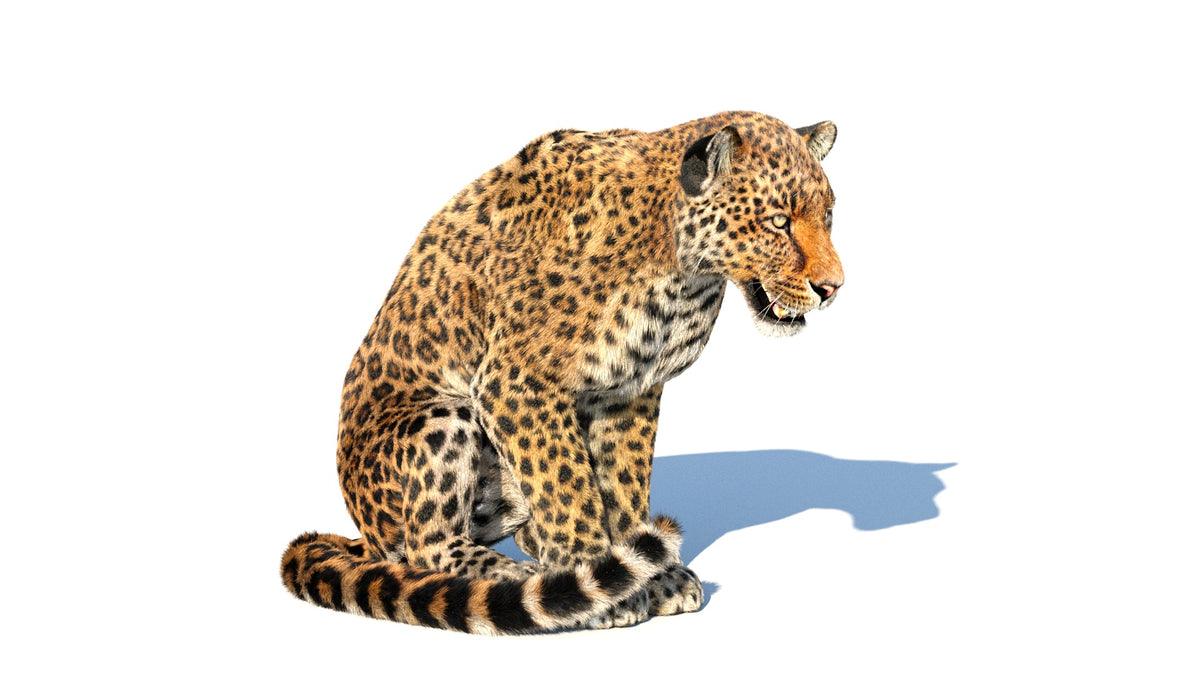 Animated Leopard 3D Model Fur with 6 Animations - 360 Degree View