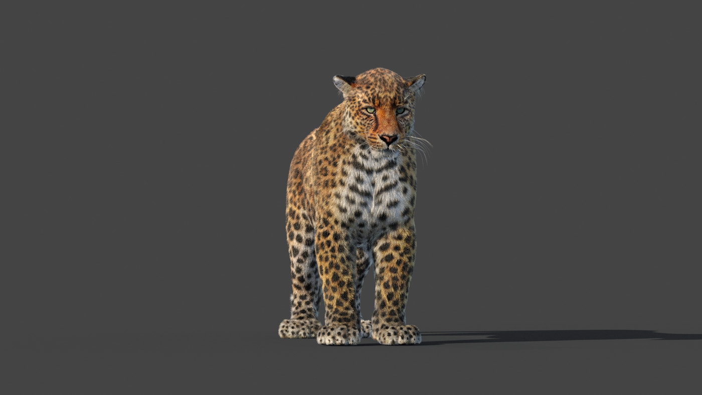 Rigged Leopard 3D Model - Hair and Fur - 360 Degree View