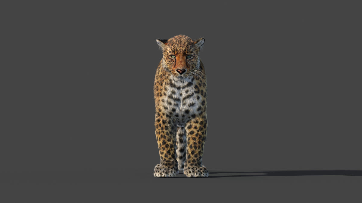 Animated Leopard 3D Model Fur with 6 Animations - 360 Degree View