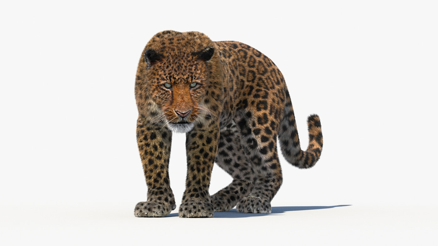 Animated Leopard 3D Model - Fur and Walk - 360 Degree View
