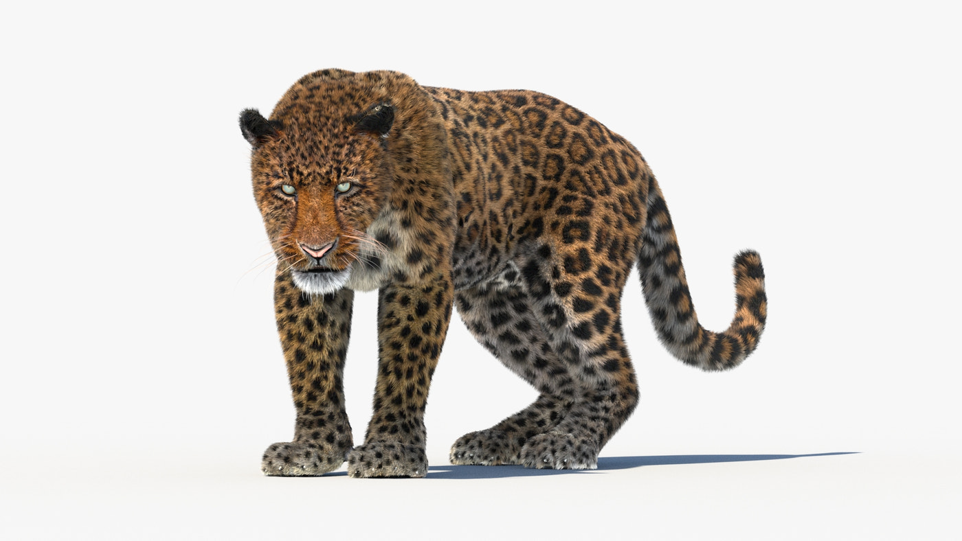 Leopard Animated Fur 3D Model - 360 Degree View