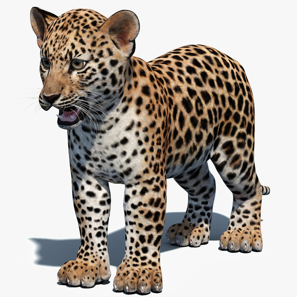 Leopard Cub 3D Model