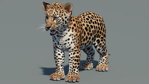 Leopard Cub 3D Model for Download Thumbnail