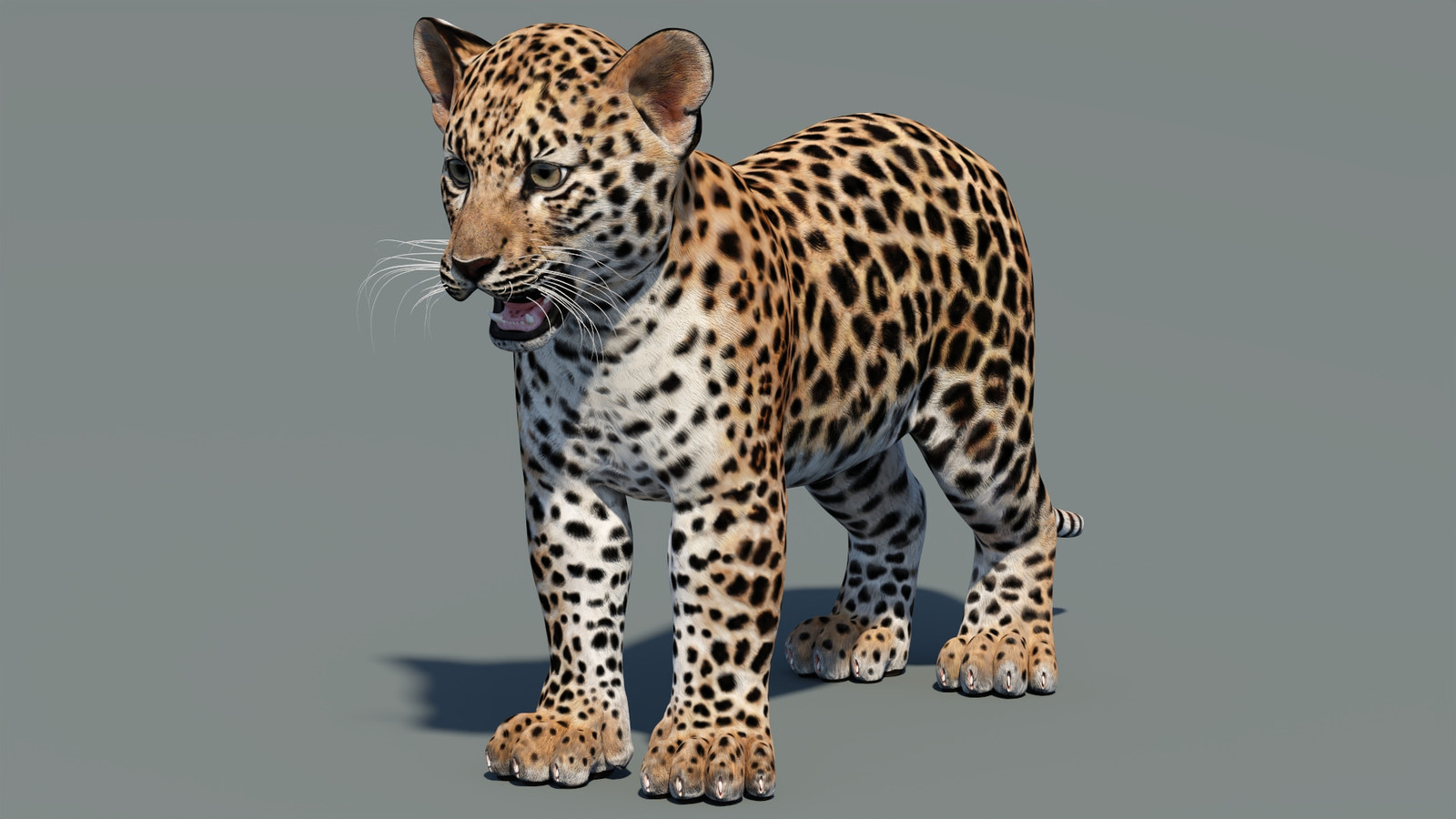 Leopard Cub 3D Model for Download