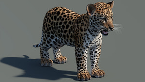 Leopard Cub 3D Model for Download Thumbnail