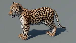 Leopard Cub 3D Model for Download Thumbnail
