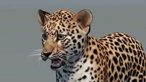 Leopard Cub 3D Model for Download Thumbnail