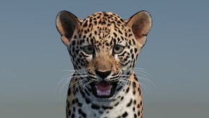 Leopard Cub 3D Model for Download Thumbnail