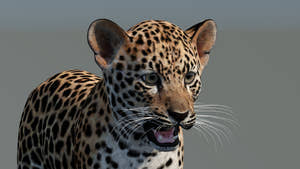 Leopard Cub 3D Model for Download Thumbnail