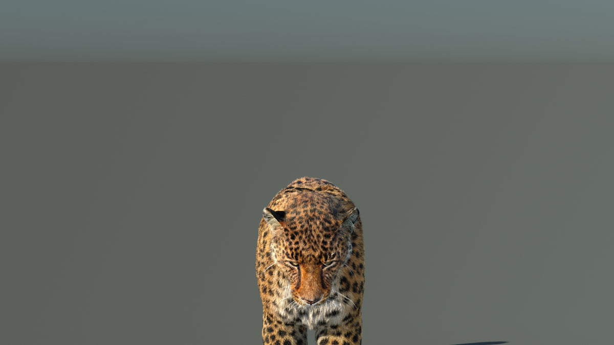 Animated Leopard 3D Model Fur with 6 Animations - 360 Degree View