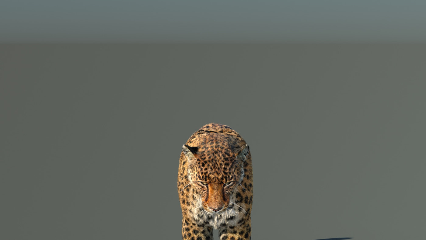 Leopard 3D Model Animated Fur - 360 Degree View
