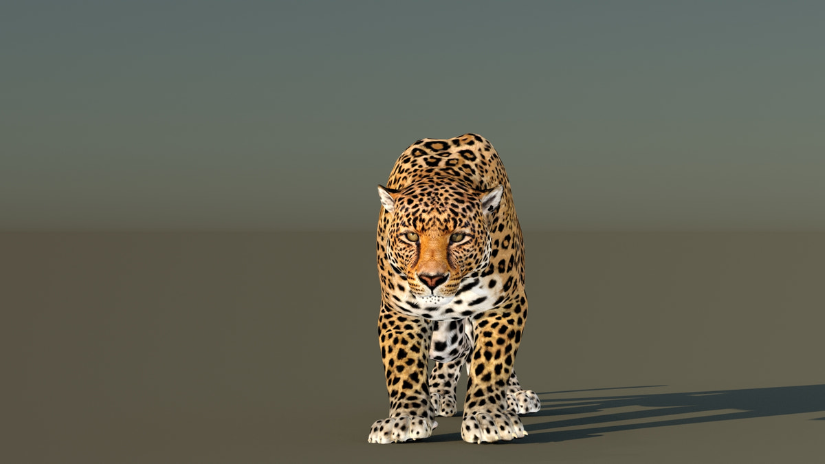 Leopard 3D Model Animated - 360 Degree View