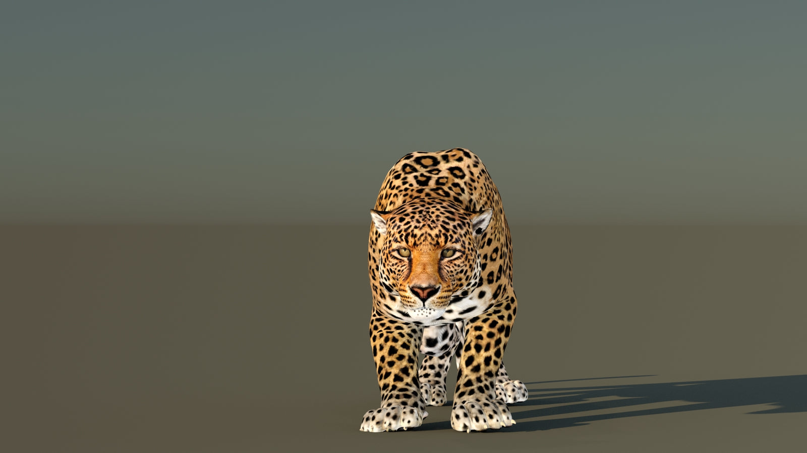 Leopard 3D Model Animated 360° view 6 frame 3
