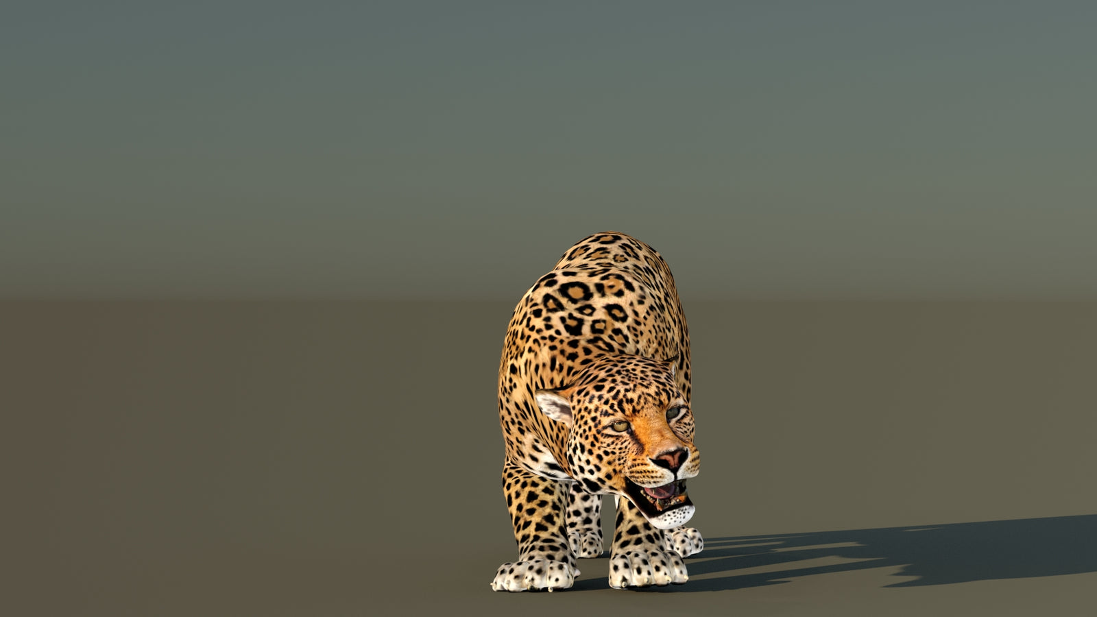 Leopard 3D Model Animated 360° view 6 frame 12