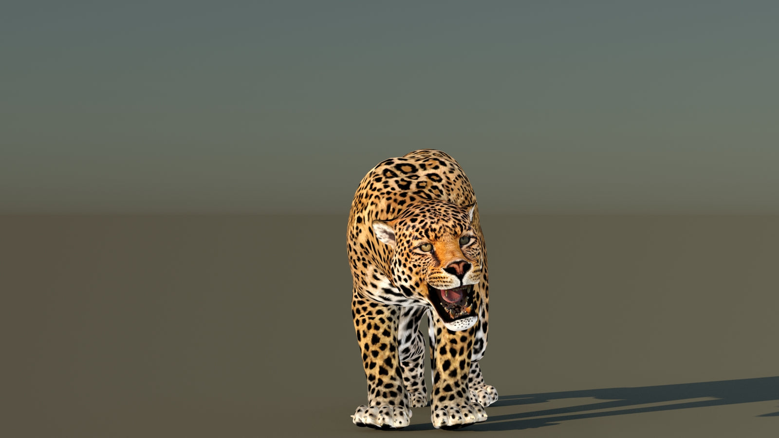 Leopard 3D Model Animated 360° view 6 frame 16