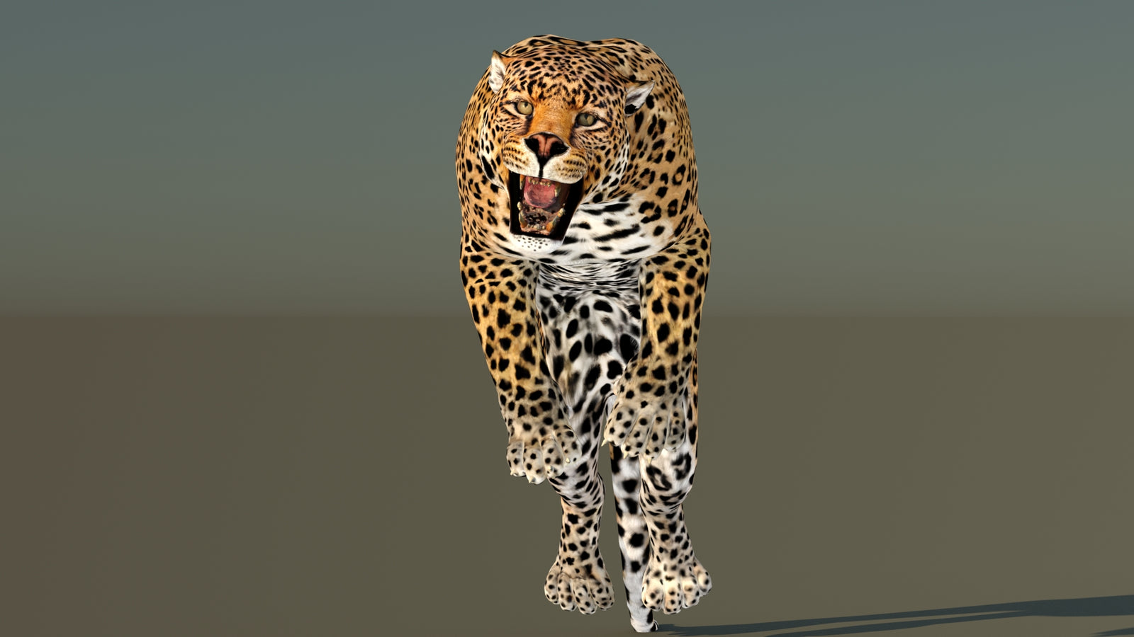 Leopard 3D Model Animated 360° view 6 frame 22
