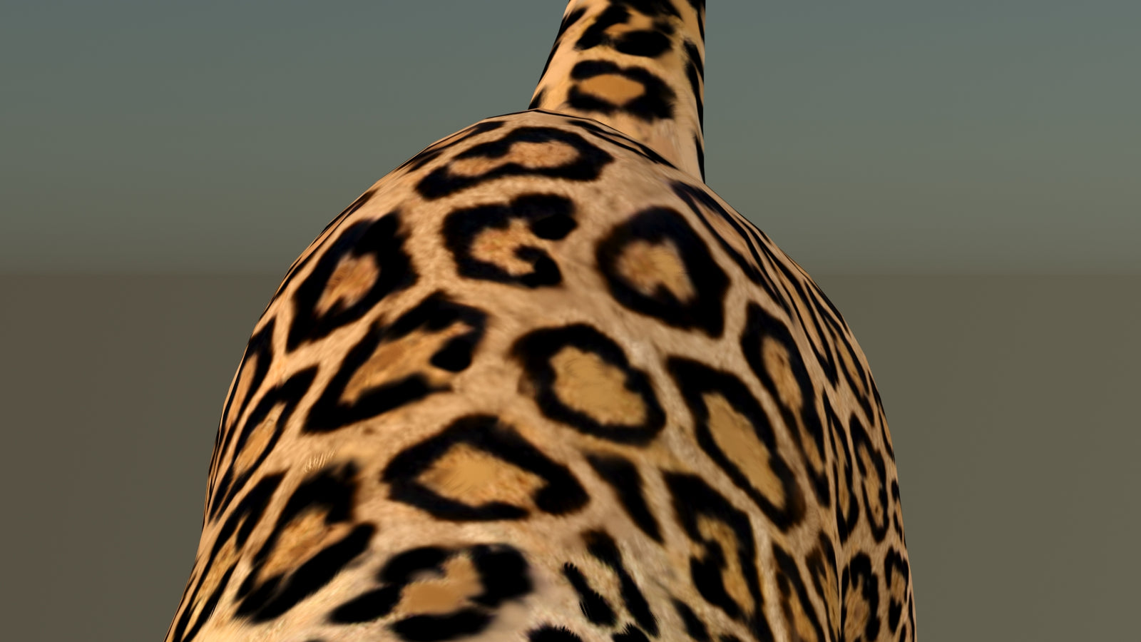 Leopard 3D Model Animated 360° view 6 frame 45