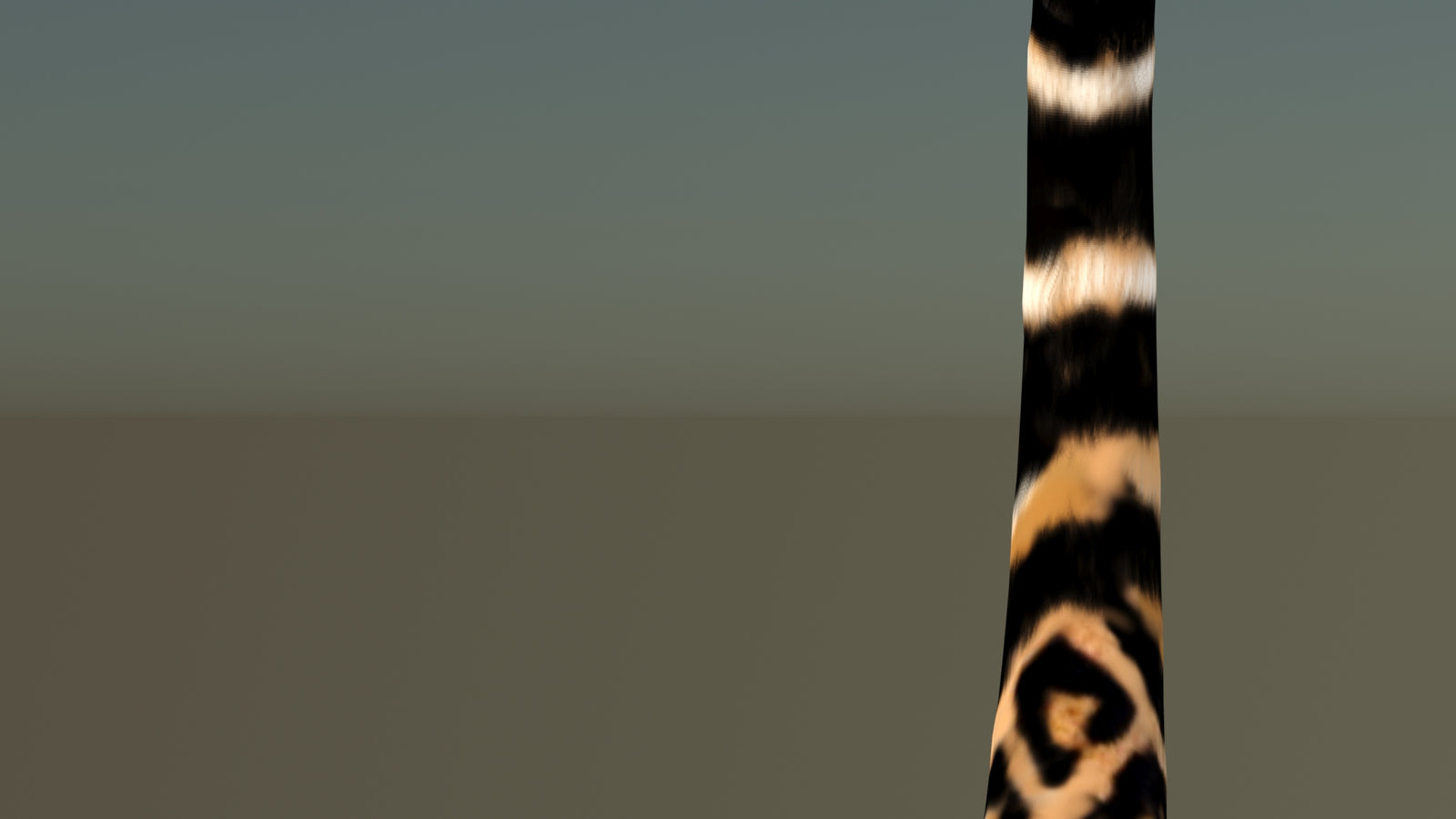 Leopard 3D Model Animated 360° view 6 frame 61