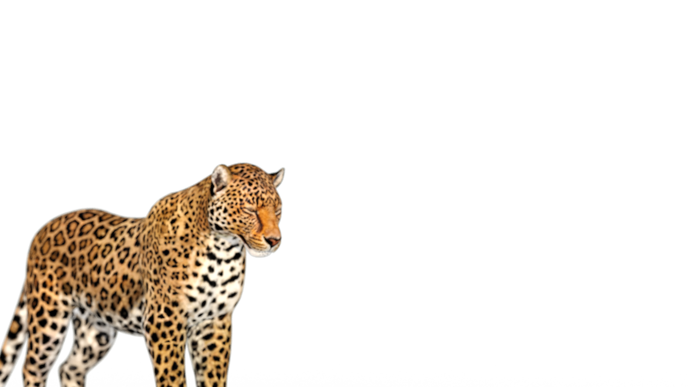 Animated Leopard 3D Model - 360 Degree View