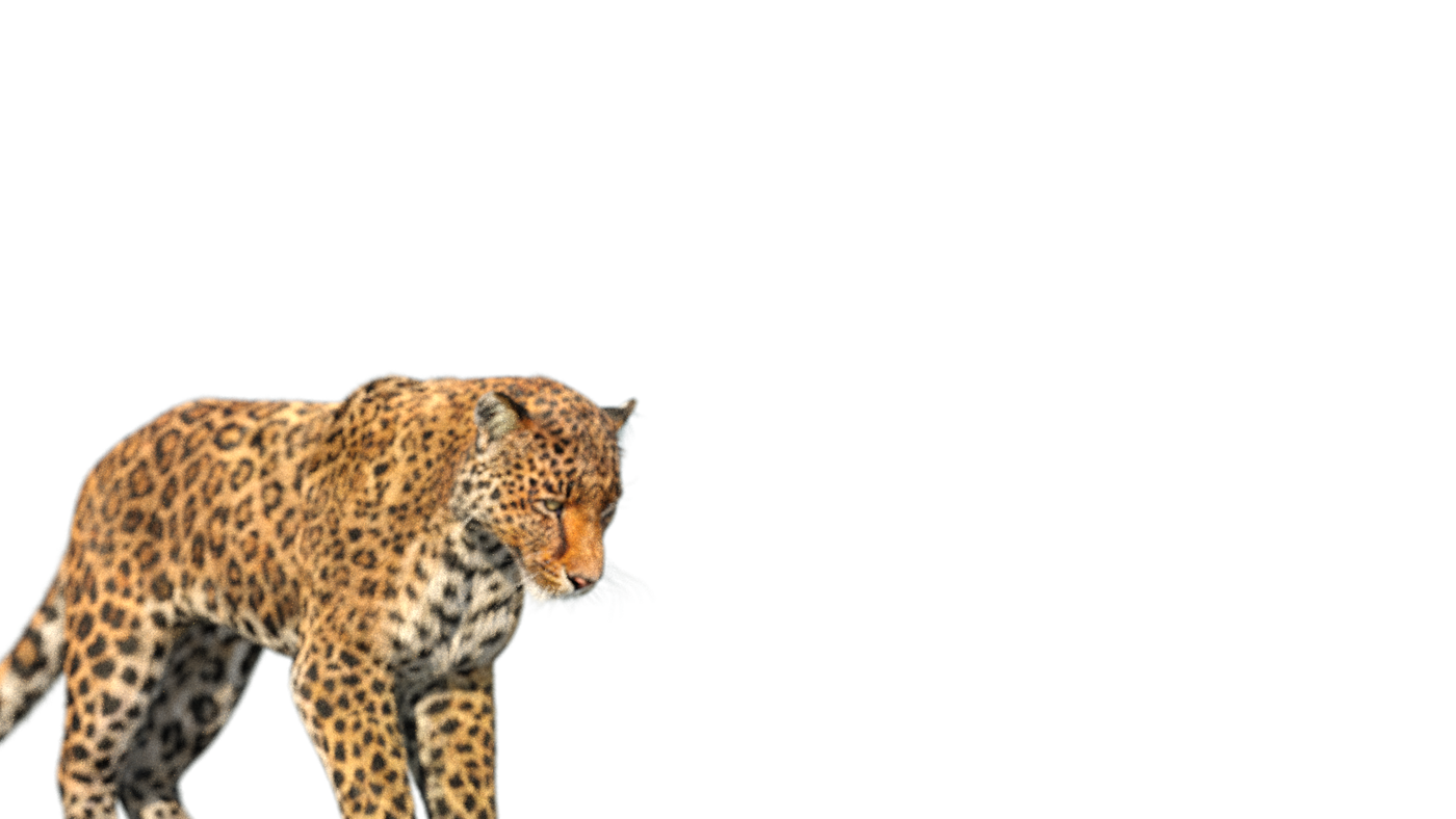 Leopard 3D Model Animated Fur - 360 Degree View