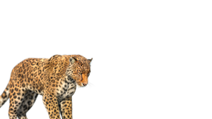 pmx-360-6 Thumbnail