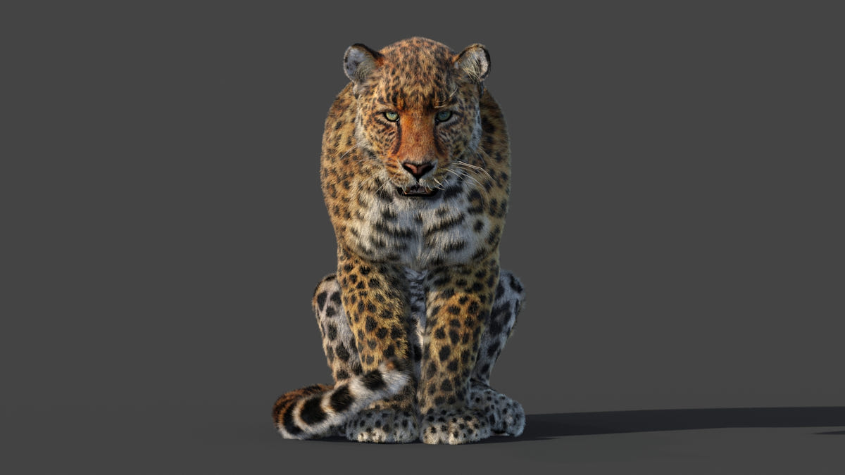 Animated Leopard 3D Model Fur with 6 Animations - 360 Degree View