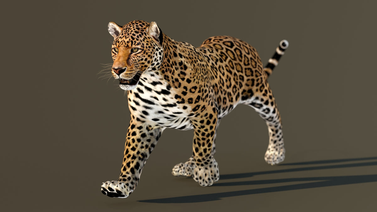 Animated Leopard 3D Model - 360 Degree View
