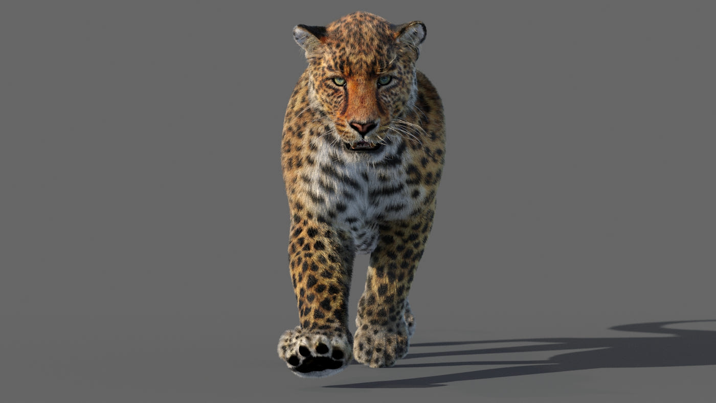 Big Cats Ultimate 3d Models Bundle - 360 Degree View
