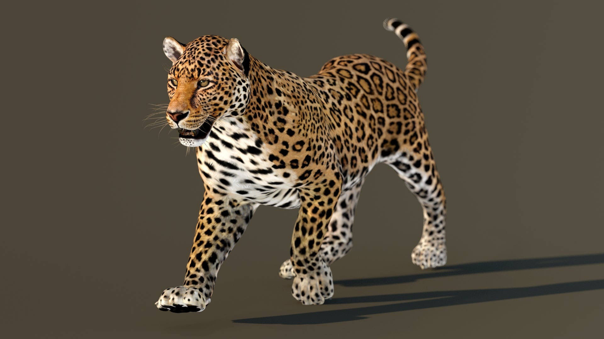 Leopard 3D Model Animated - 360 Degree View