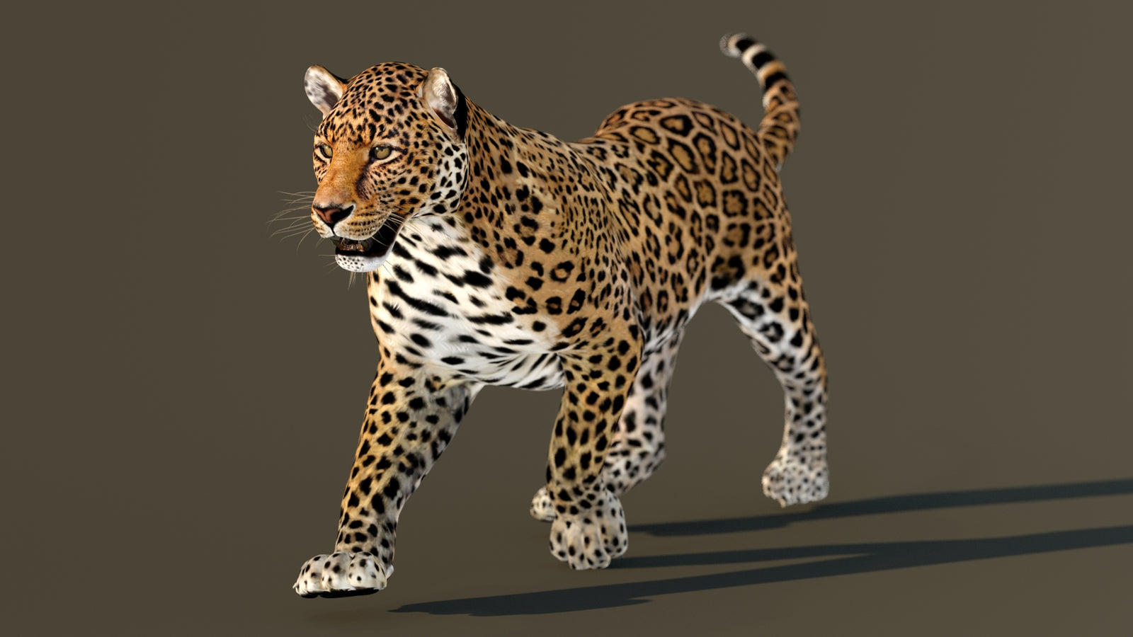 Leopard 3D Model Animated 360° view 3 frame 2