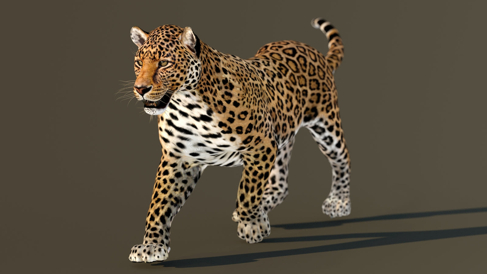 Leopard 3D Model Animated 360° view 3 frame 3