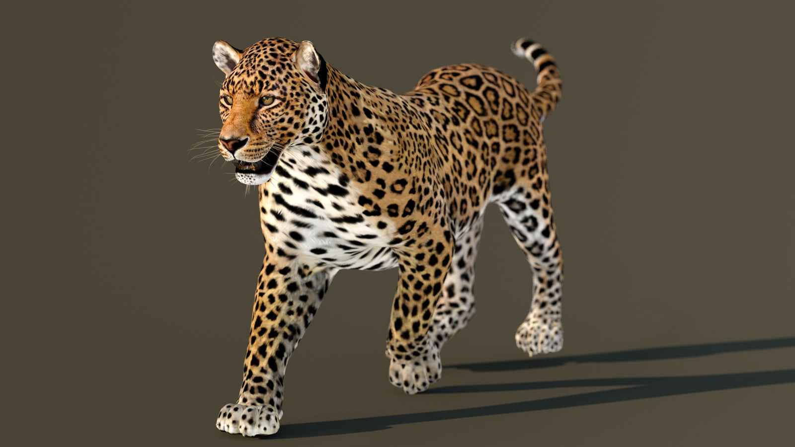 Leopard 3D Model Animated 360° view 3 frame 4