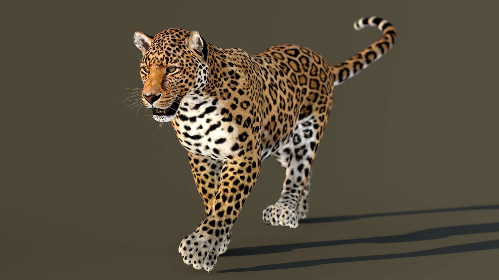Leopard 3D Model Animated 360° view 3 frame 17
