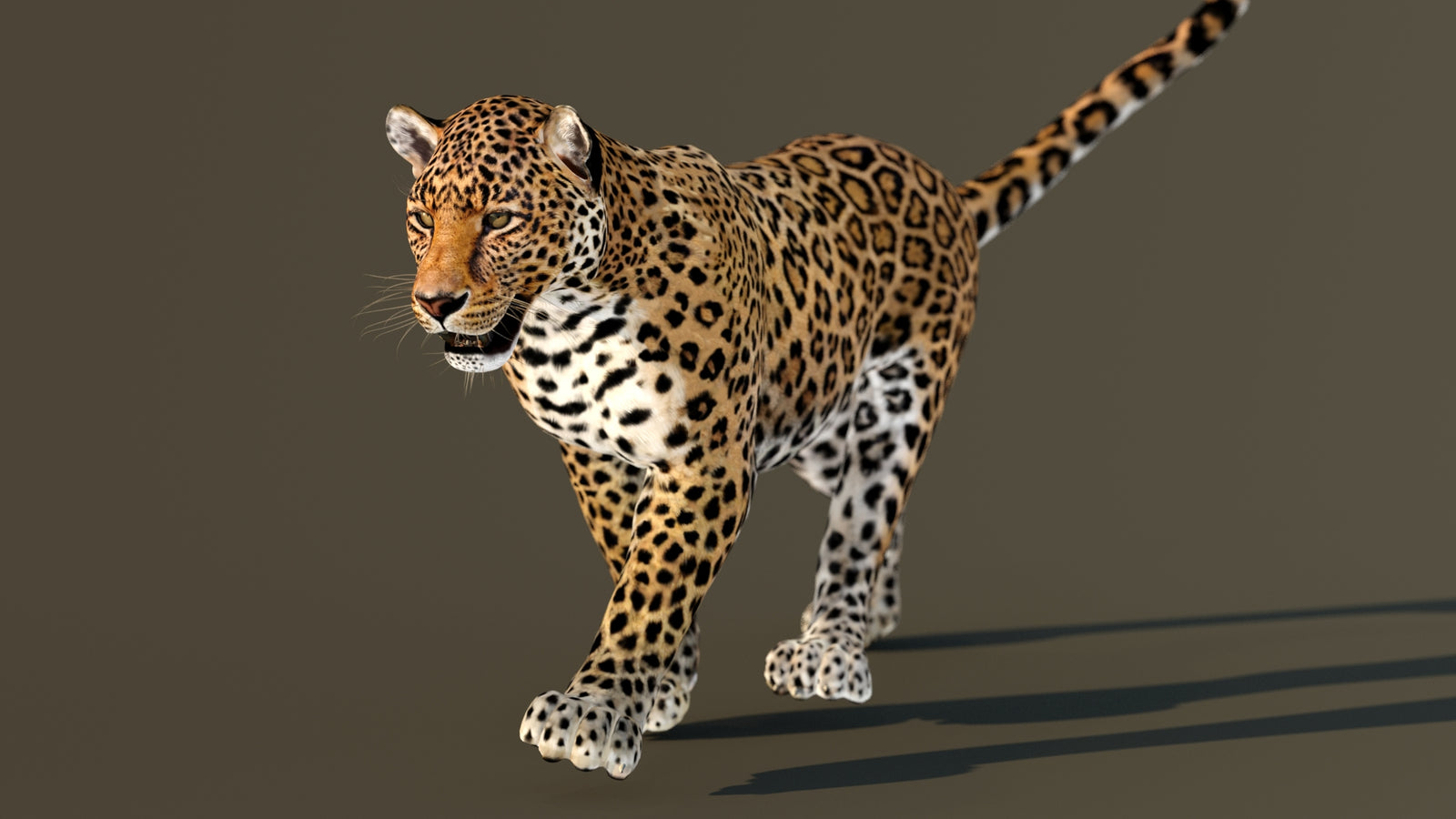 Leopard 3D Model Animated 360° view 3 frame 20