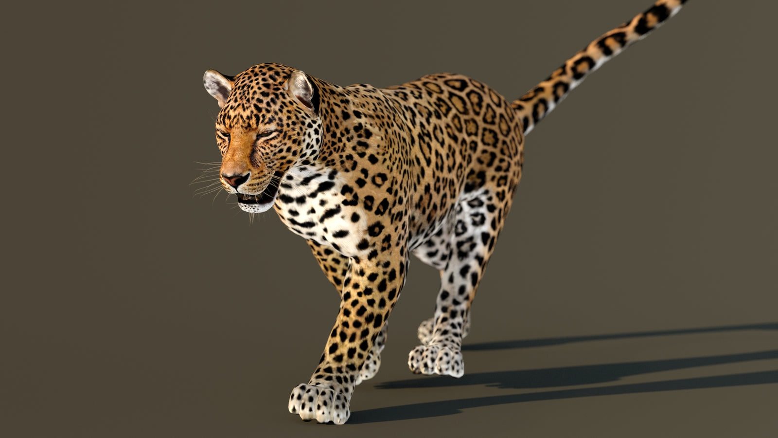 Leopard 3D Model Animated 360° view 3 frame 23