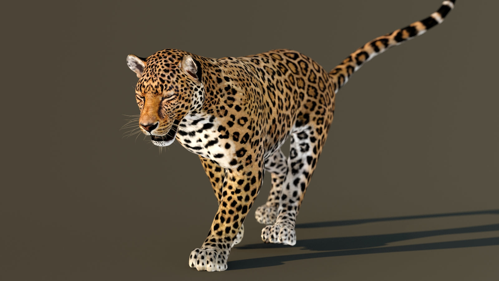 Leopard 3D Model Animated 360° view 3 frame 26