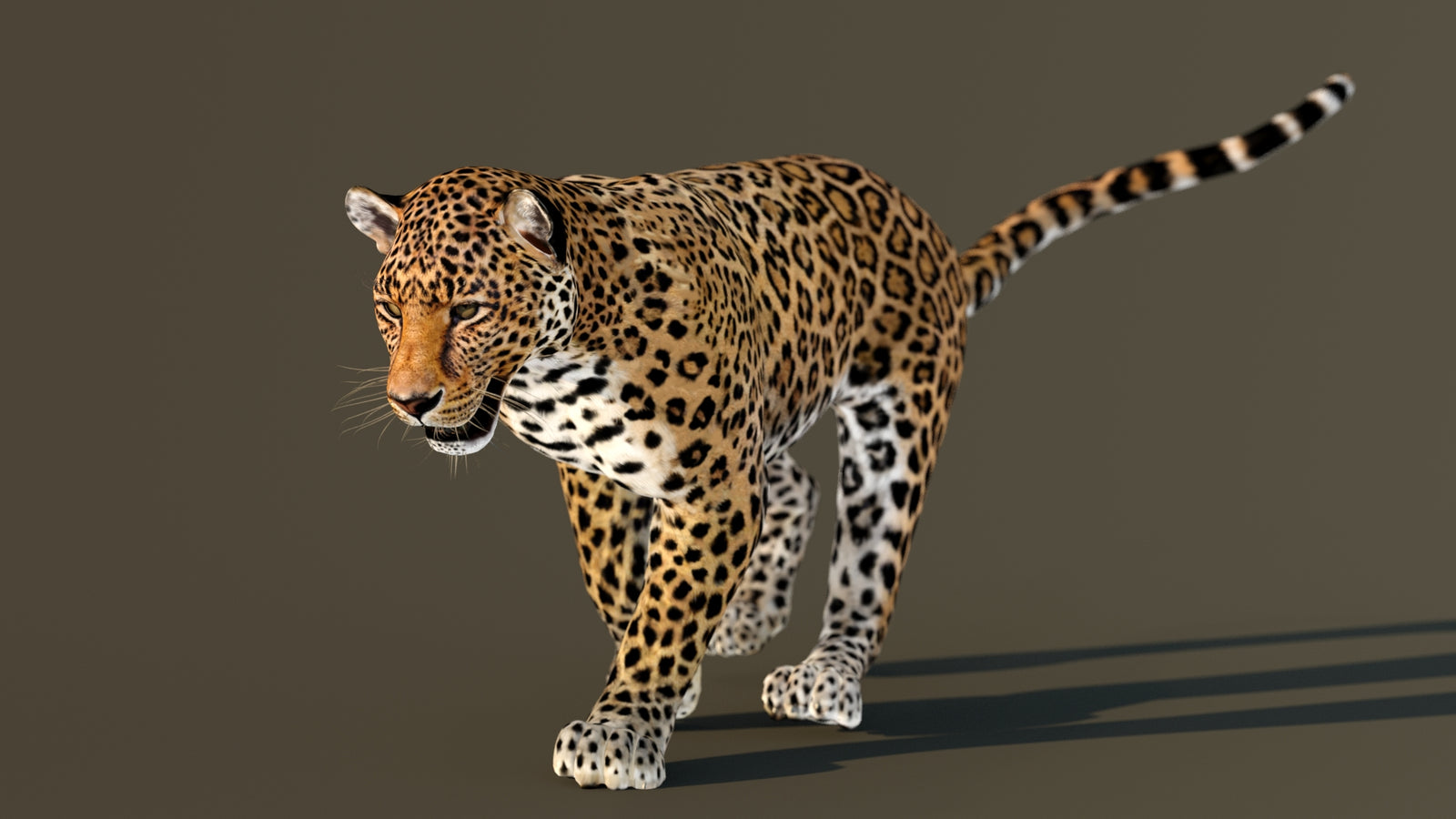 Leopard 3D Model Animated 360° view 3 frame 29